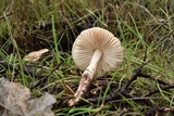 Leucoinocybe lenta image