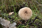 Leucoinocybe lenta image