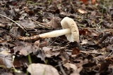 Leucoinocybe lenta image