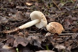 Leucoinocybe lenta image