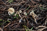 Pseudobaeospora aphana image
