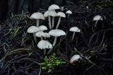 Marasmius albogriseus image