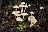 Marasmius albogriseus image
