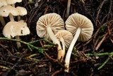 Marasmius albogriseus image