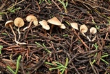 Pseudobaeospora aphana image
