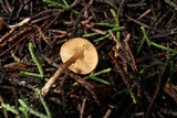 Pseudobaeospora aphana image