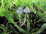 Coprinopsis marcescibilis image