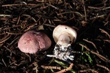 Lepiota decorata image