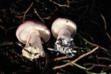 Lepiota decorata image