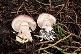 Lepiota decorata image