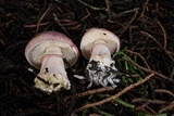 Lepiota decorata image