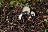 Leptonia pigmentosipes image