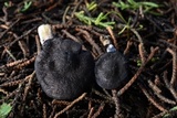 Leptonia pigmentosipes image