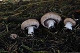 Agaricus bisporus image