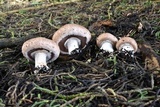 Agaricus bisporus image