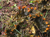 Peltigera degenii image