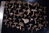 Helvella macropus image