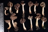 Helvella compressa image