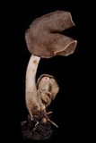 Helvella compressa image