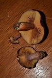 Gymnopilus thiersii image
