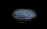 Lophodermium pinastri image