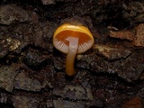 Chromosera cyanophylla image
