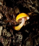 Chromosera cyanophylla image