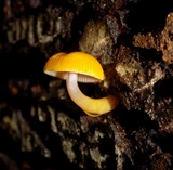 Chromosera cyanophylla image