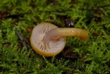 Chromosera cyanophylla image