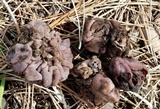Peziza ellipsospora image