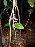 Brunneocorticium corynecarpon image