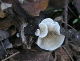 Crepidotus caspari image