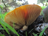 Gymnopilus sapineus image
