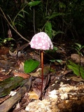 Marasmius amazonicus image