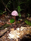 Marasmius amazonicus image
