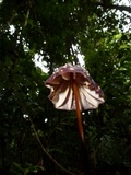 Marasmius amazonicus image