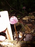Marasmius amazonicus image