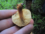 Gymnopilus sapineus image