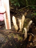 Xylaria telfairii image