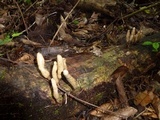 Xylaria telfairii image