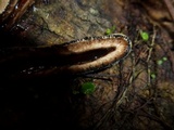 Xylaria telfairii image