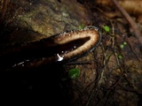 Xylaria telfairii image