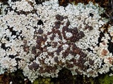 Trapeliopsis glaucopholis image