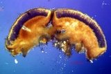 Trapeliopsis glaucopholis image