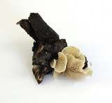 Crepidotus caspari image