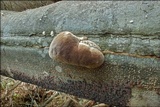 Phellinus igniarius image