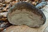 Phellinus igniarius image
