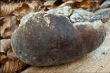 Phellinus igniarius image