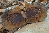 Phellinus igniarius image