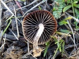 Psilocybe coprophila image